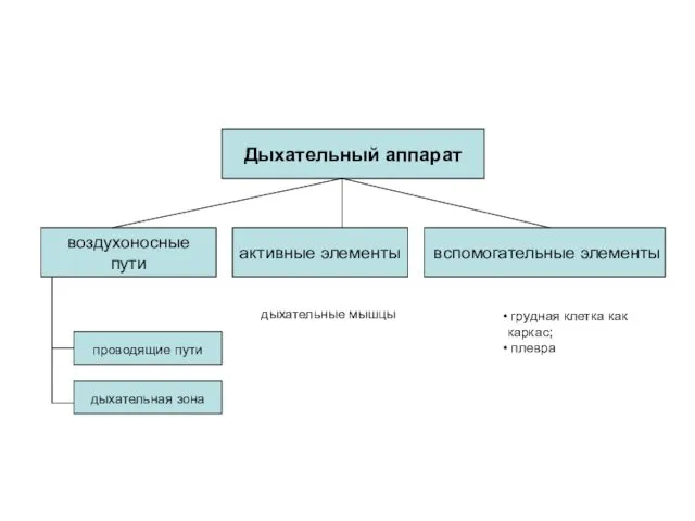 Дыхательный аппарат воздухоносные пути активные элементы вспомогательные элементы проводящие пути дыхательная зона дыхательные