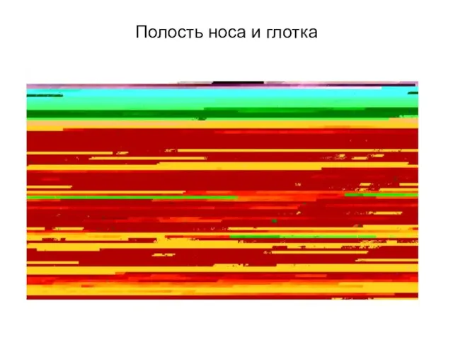 Полость носа и глотка