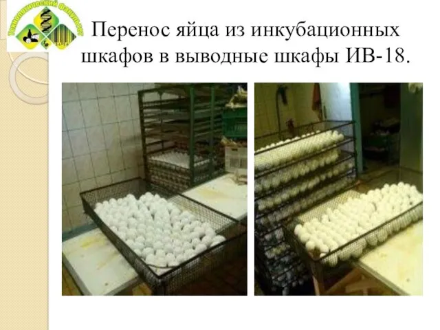 Перенос яйца из инкубационных шкафов в выводные шкафы ИВ-18.