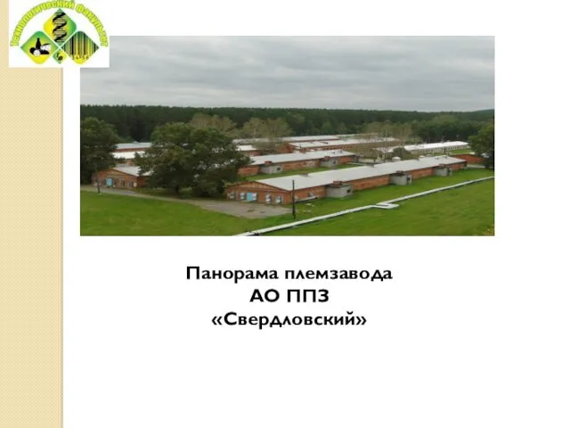 Панорама племзавода АО ППЗ «Свердловский»
