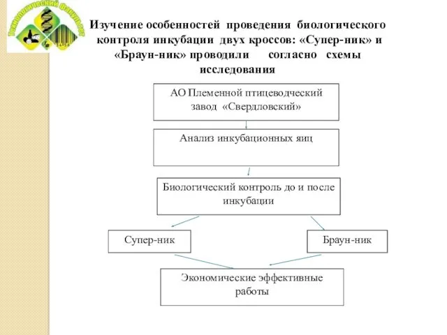 Изучение особенностей проведения биологического контроля инкубации двух кроссов: «Супер-ник» и «Браун-ник» проводили согласно