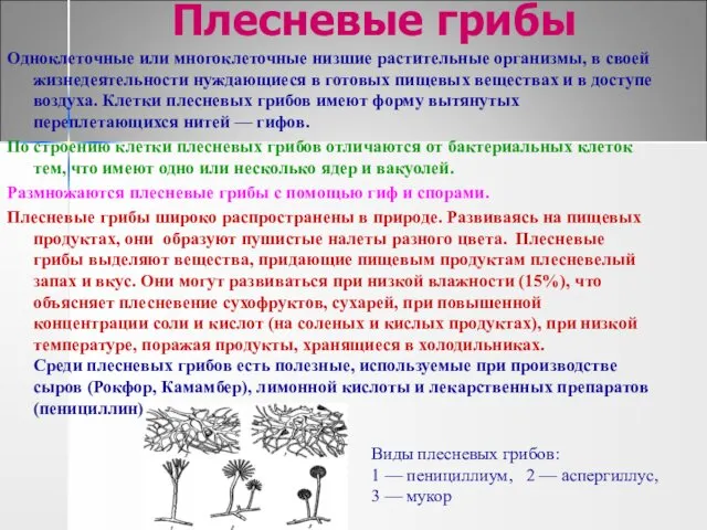 Плесневые грибы Одноклеточные или многоклеточные низшие растительные организмы, в своей