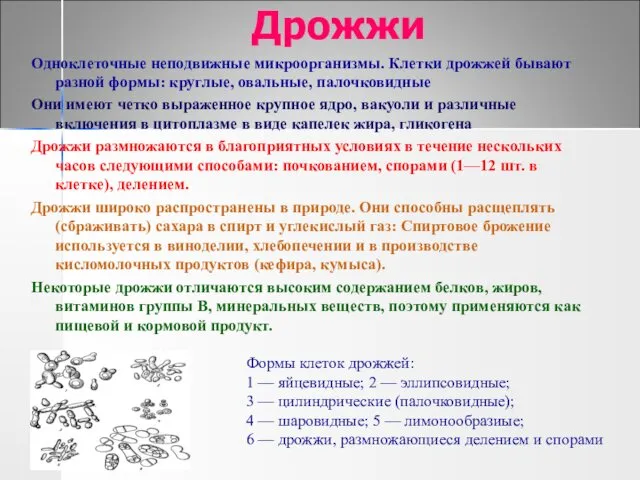 Дрожжи Одноклеточные неподвижные микроорганизмы. Клетки дрожжей бывают разной формы: круглые,