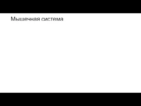 Мышечная система