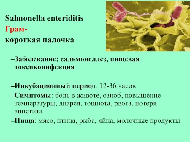 Salmonella enteriditis Грам- короткая палочка Заболевание: сальмонеллез, пищевая токсикоинфекция Инкубационный