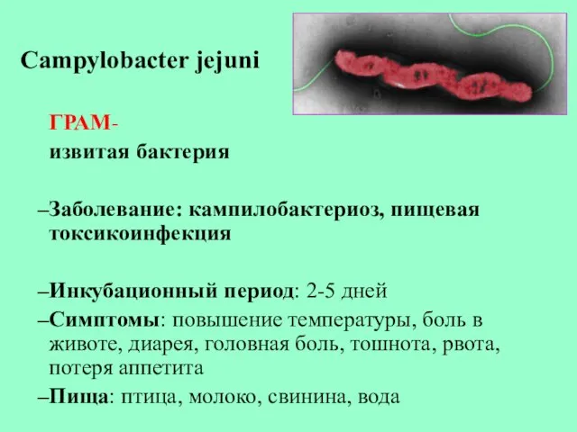 Campylobacter jejuni ГРАМ- извитая бактерия Заболевание: кампилобактериоз, пищевая токсикоинфекция Инкубационный
