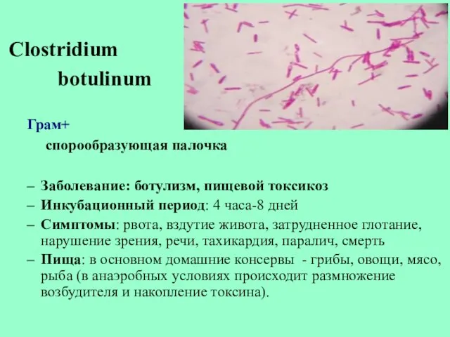 Clostridium botulinum Грам+ спорообразующая палочка Заболевание: ботулизм, пищевой токсикоз Инкубационный