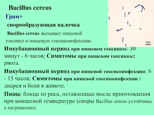 Bacillus cereus Грам+ спорообразующая палочка Bacillus cereus вызывает пищевой токсикоз