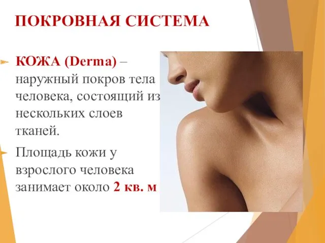 ПОКРОВНАЯ СИСТЕМА КОЖА (Derma) – наружный покров тела человека, состоящий