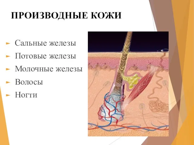 ПРОИЗВОДНЫЕ КОЖИ Сальные железы Потовые железы Молочные железы Волосы Ногти