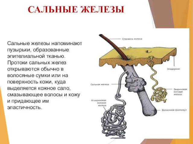 САЛЬНЫЕ ЖЕЛЕЗЫ Сальные железы напоминают пузырьки, образованные эпителиальной тканью. Протоки