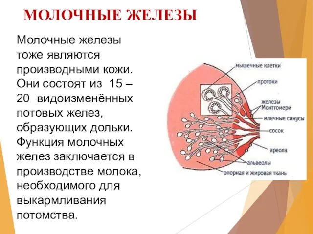 МОЛОЧНЫЕ ЖЕЛЕЗЫ Молочные железы тоже являются производными кожи. Они состоят