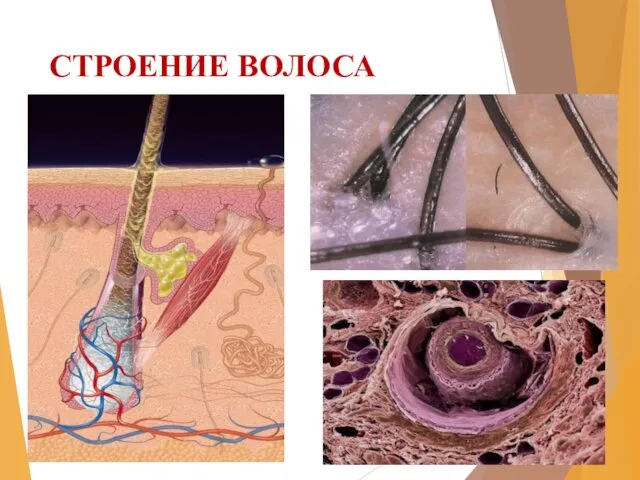 СТРОЕНИЕ ВОЛОСА