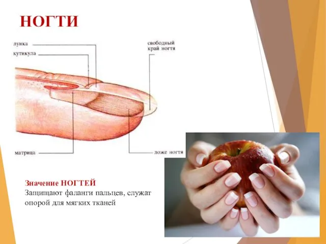НОГТИ Значение НОГТЕЙ Защищают фаланги пальцев, служат опорой для мягких тканей