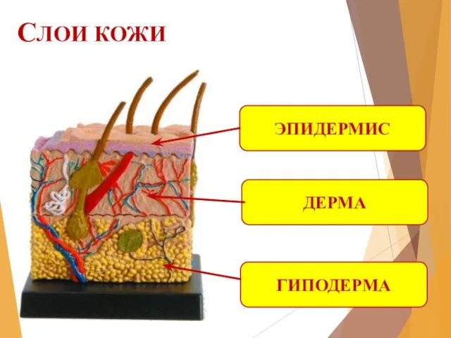 СЛОИ КОЖИ ЭПИДЕРМИС ДЕРМА ГИПОДЕРМА