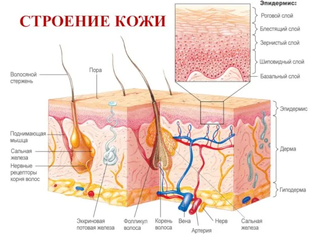 СТРОЕНИЕ КОЖИ