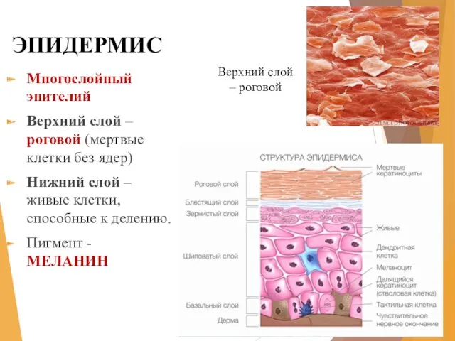 ЭПИДЕРМИС Многослойный эпителий Верхний слой – роговой (мертвые клетки без