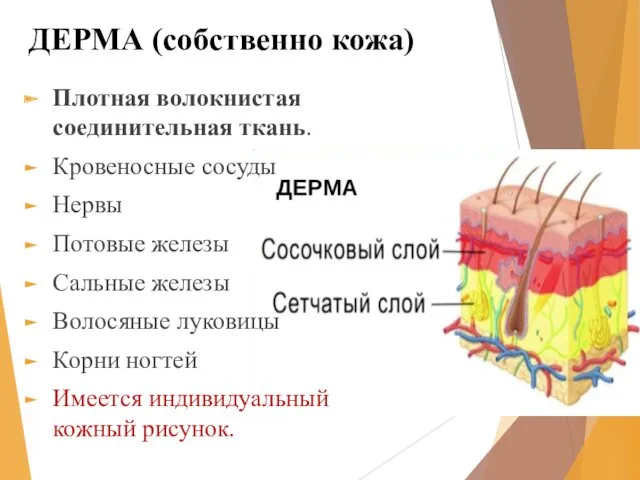 ДЕРМА (собственно кожа) Плотная волокнистая соединительная ткань. Кровеносные сосуды Нервы