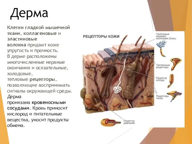 Дерма Клетки гладкой мышечной ткани, коллагеновые и эластиновые волокна придают