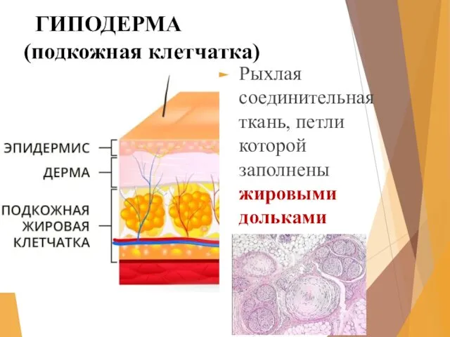 ГИПОДЕРМА (подкожная клетчатка) Рыхлая соединительная ткань, петли которой заполнены жировыми дольками