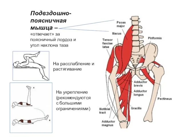 Подвздошно-поясничная мышца – «отвечает» за поясничный лордоз и угол наклона