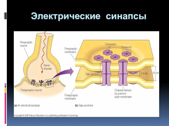 Электрические синапсы