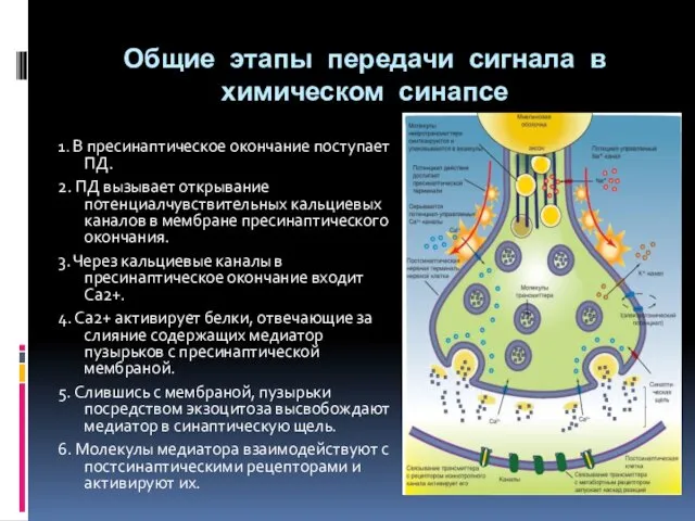 Общие этапы передачи сигнала в химическом синапсе 1. В пресинаптическое