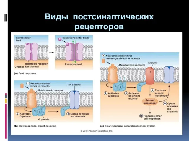 Виды постсинаптических рецепторов