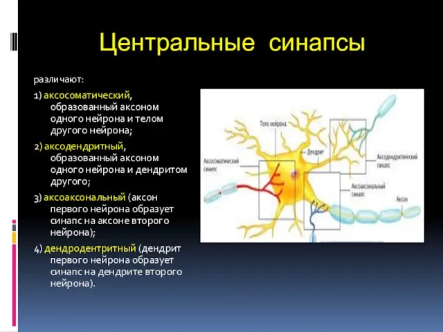 Центральные синапсы различают: 1) аксосоматический, образованный аксоном одного нейрона и