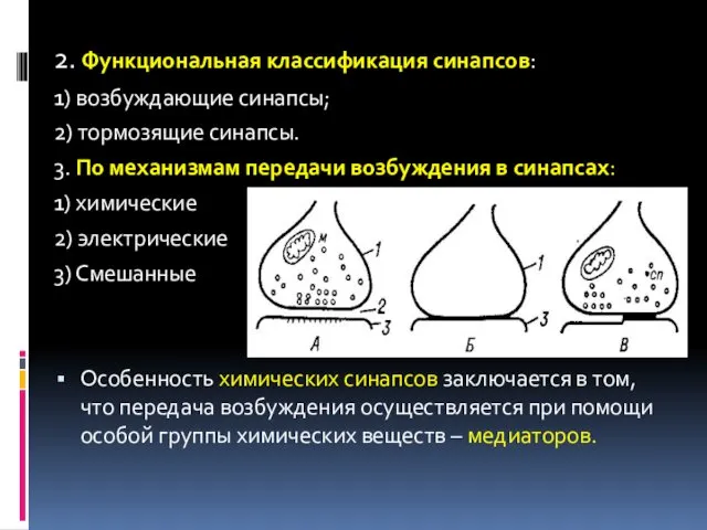 2. Функциональная классификация синапсов: 1) возбуждающие синапсы; 2) тормозящие синапсы.