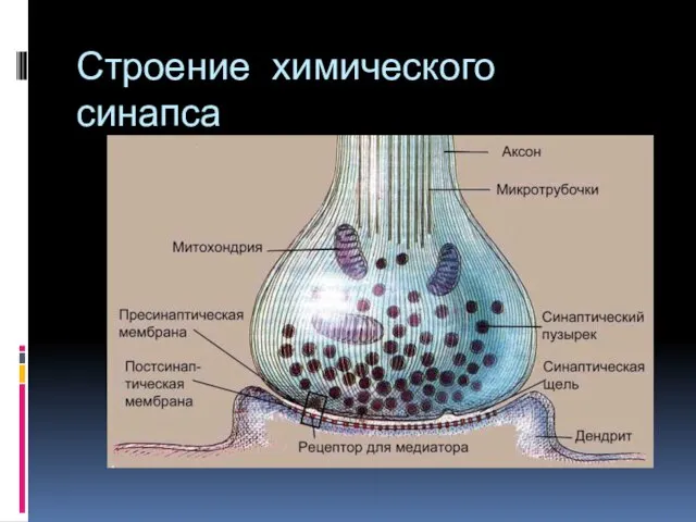 Строение химического синапса