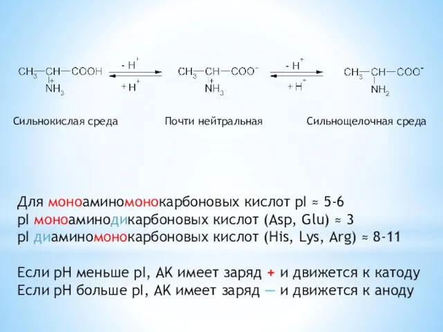 Сильнокислая среда Почти нейтральная Сильнощелочная среда Для моноаминомонокарбоновых кислот pI