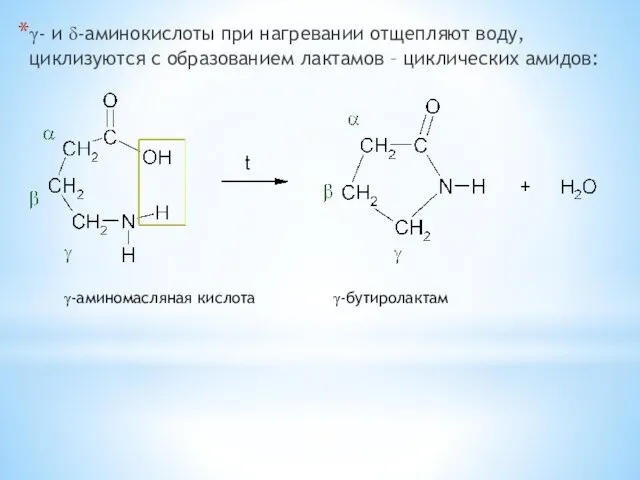 γ- и δ-аминокислоты при нагревании отщепляют воду, циклизуются с образованием