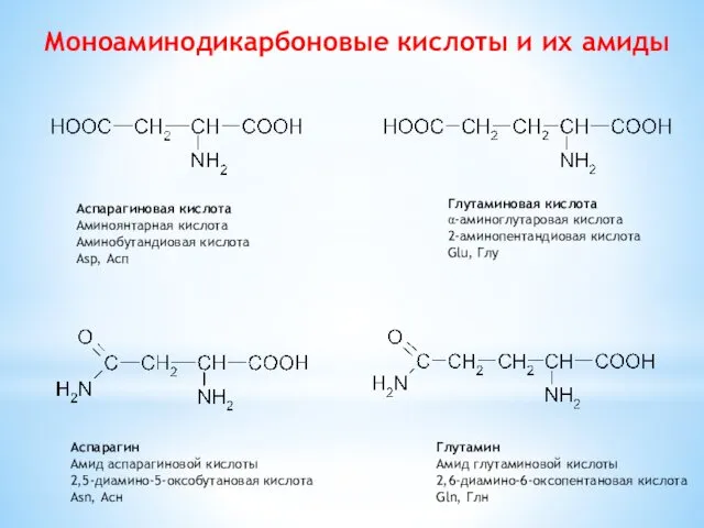 Моноаминодикарбоновые кислоты и их амиды Аспарагиновая кислота Аминоянтарная кислота Аминобутандиовая