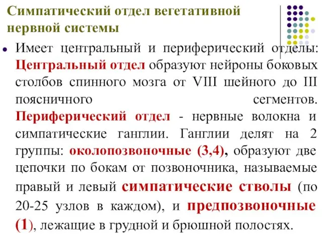 Симпатический отдел вегетативной нервной системы Имеет центральный и периферический отделы: