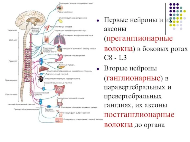 Первые нейроны и их аксоны (преганглионарные волокна) в боковых рогах