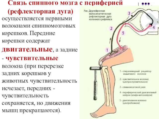 Связь спинного мозга с периферией (рефлекторная дуга) осуществляется нервными волокнами