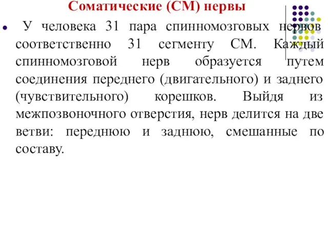 Соматические (СМ) нервы У человека 31 пара спинномозговых нервов соответственно