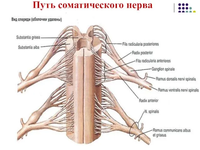 Путь соматического нерва