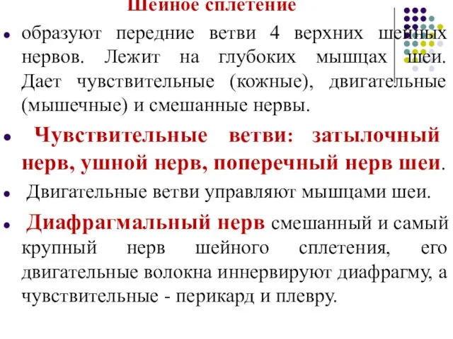 Шейное сплетение образуют передние ветви 4 верхних шейных нервов. Лежит