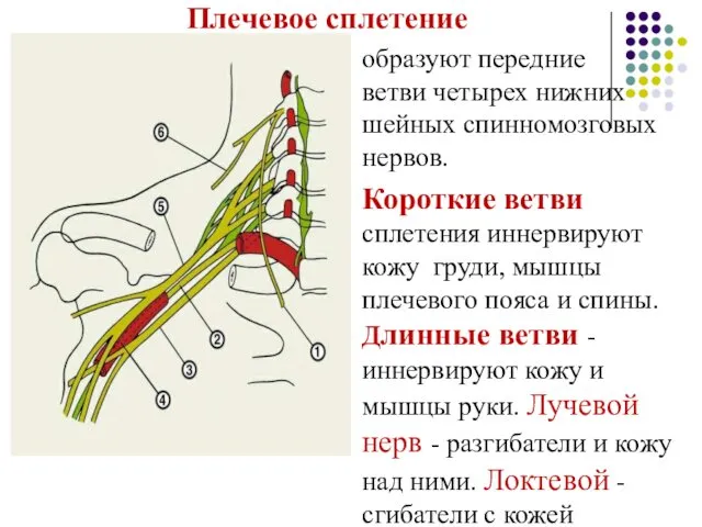Плечевое сплетение образуют передние ветви четырех нижних шейных спинномозговых нервов.