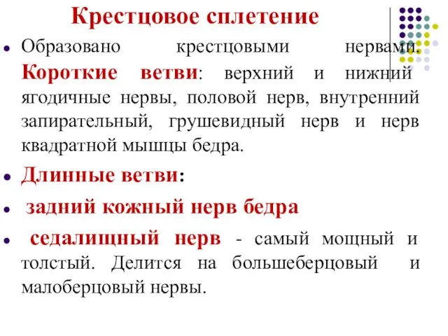 Крестцовое сплетение Образовано крестцовыми нервами. Короткие ветви: верхний и нижний