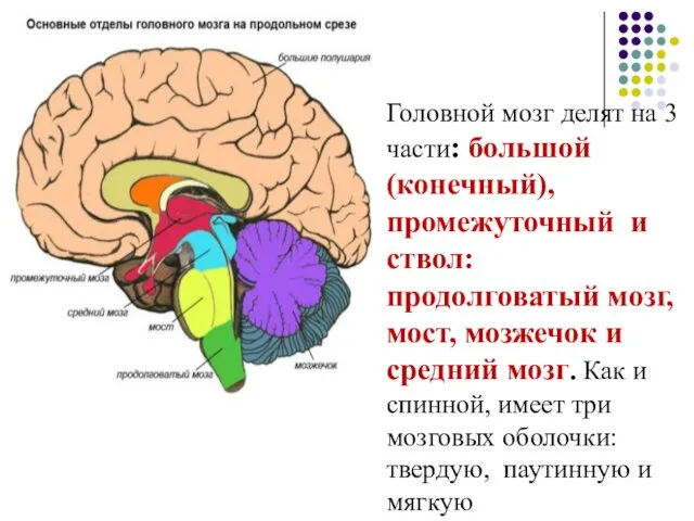 Головной мозг делят на 3 части: большой (конечный), промежуточный и