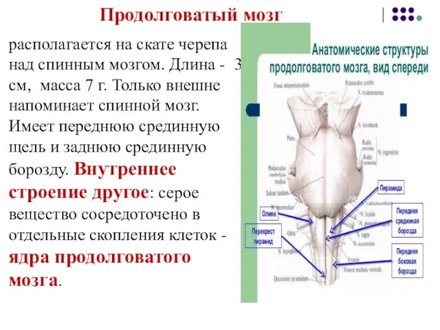Продолговатый мозг располагается на скате черепа над спинным мозгом. Длина