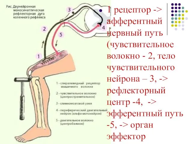 1 рецептор -> афферентный нервный путь (чувствительное волокно - 2,