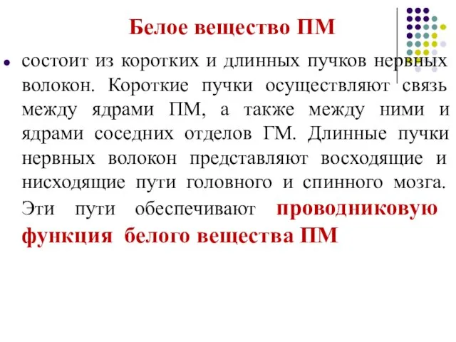 Белое вещество ПМ состоит из коротких и длинных пучков нервных