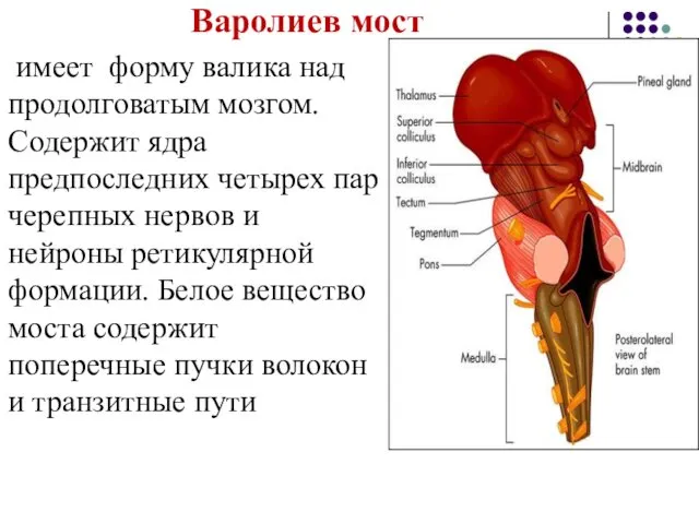 Варолиев мост имеет форму валика над продолговатым мозгом. Содержит ядра