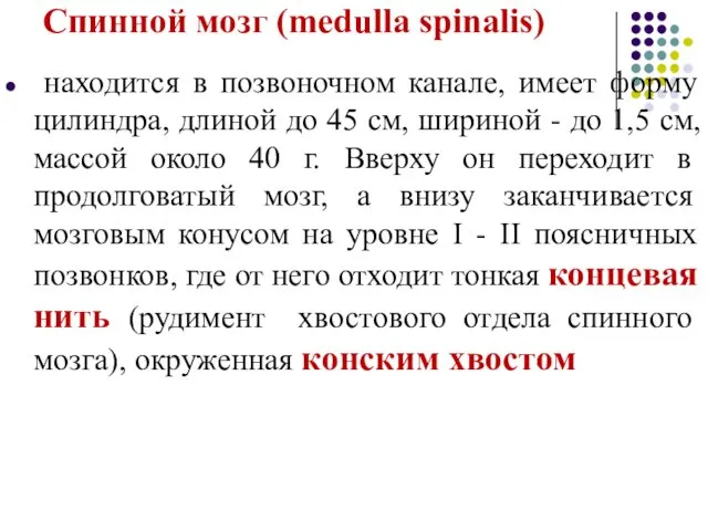 Спинной мозг (medulla spinalis) находится в позвоночном канале, имеет форму