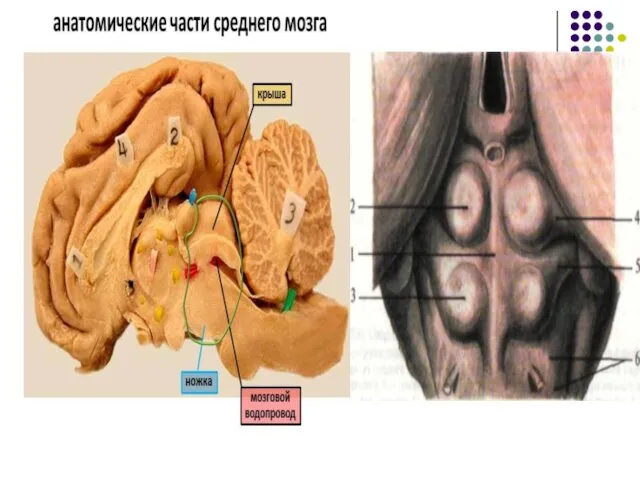 Средний мозг состоит из двух ножек и крыши (пластина четверохолмия).