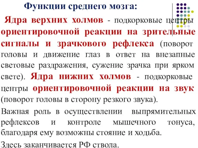 Функции среднего мозга: Ядра верхних холмов - подкорковые центры ориентировочной